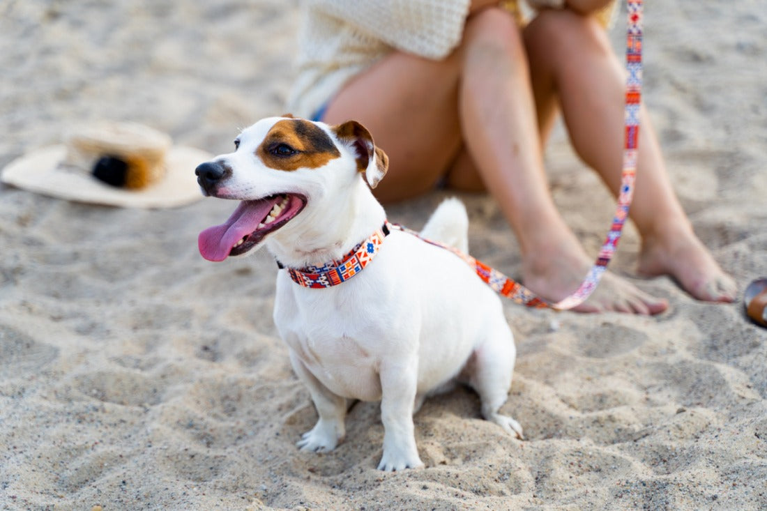 Quick Fastning Dog Collar - Boho