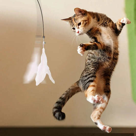 P01 - Cat Teaser Toy